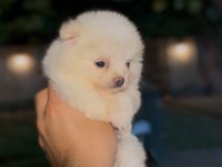 Pomeranian yavrularımız 