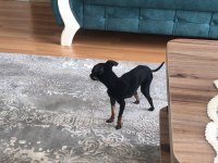 0 numara pinscher