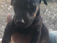 Erkek ve Dişi Doberman yavruları