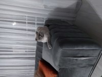 Oğlişimime yuva arıyorum british longhair