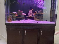 F0 TROPHEUS ve MAKRAKANTA balıklar