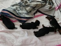 10 Temmuz Doğumlu Orjinal Yorkshire Terrier Yavruları