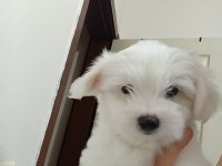 maltese bebeklerimiz