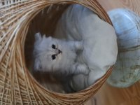 British longhair erkek