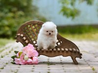 Pomeranian Boo Teddy