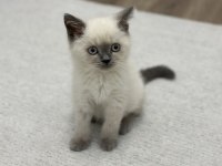 British Shorthair Blue Point Yavrular