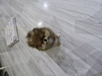 Erkek Pomeranian Boo 2,5 aylık
