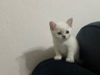 YAVRU KEDİLERİMİZİ SAHİPLENDİRECEĞİZ