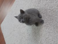 Safkan Scottish Fold