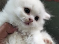 British Longhair Kedisi
