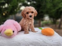  MALTİPOO  YAVRULARIMIZ 