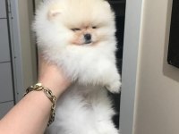 Üst kalite pomeranian boo