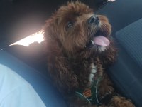 Toy poodle köpeği