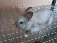 Safkan Cüce Tavşan