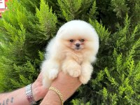 Sıfır burun sıfır kulak orjinal pomeranian isteyenlere