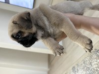 50 günlük sağlıklı dişi pug yavru