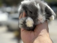 BEBEK EĞİTİLEBİLİR LOP TAVŞANLARI