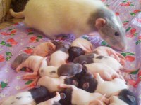 Rat - Dumbo Rat Yavrular ve Malzemeleri Adrese Teslim Var