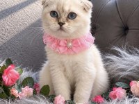 Muhteşem Kalitede Scottish Fold