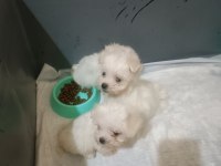 KİLO GARANTİLİ TEACUP MALTESE YAVRULAR KÜÇÜK İSTEYENE