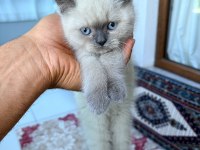 Blue point 2 aylık british shorthair