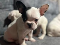 HARİKA FRANSIZ BULLDOG BEBEKLER