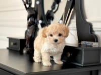 DÜNYA TATLISI F2 MALTİPOO YAVRULARI