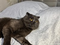 Tamamen Ücretsiz Sahiplendirilecek Scottish Fold