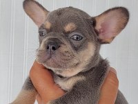 French bulldog süper anatomi