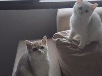3 aylık british shorthair dişi yavrularım