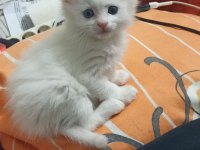 Orjinal van kedisi yavruları