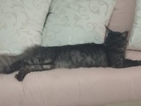 18 aylık safkan çipli erkek maine coon