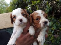 Cavalier king charles