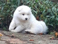 Samoyed yavrularımız ırk garantilidir