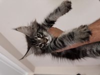 Şecereli maine coon yavrular 2.5 aylık