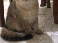Şecereli british shorthair kediler