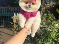 Irkın en iyilerinden tam pomeranian boo garantili