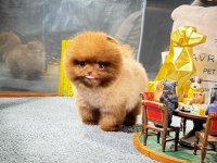 Irk Ve Sağlık Garantili Pomeranian Yavrular