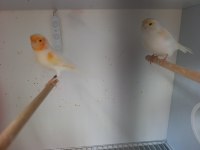 Hobiyi bıraktığım için 3 çift Kanarya yavrulu takım