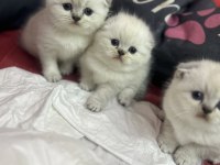 Güzeller güzeli Blue Point Scottish Fold Yavrularımız