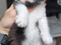 British shorthair kedisi