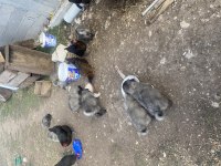 Anadolu çoban köpeği yavrularımız sahiplendirilecektir.
