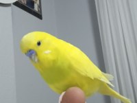 Konuşan Muhabbet Kuşumuz Limon