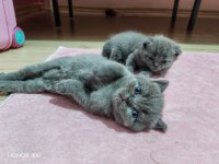 Scottish fold kediler