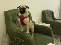 1.5 YAŞINDA AŞILI KARNELİ DİŞİ PUG