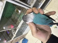 3 adet bebek sevda papağanı