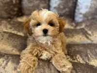 Korean Maltipoo Köpeğimiz
