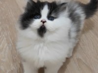 50 günlük British Longhair erkek ve dişi yavrular