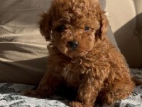 Ev Ortamında Safkan Toy Poodle Bebekler