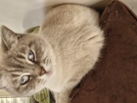 2,5 yaşında dişi british shorthair